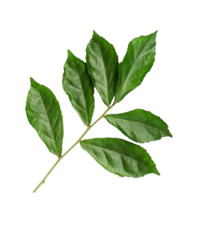 leaf-3.png
