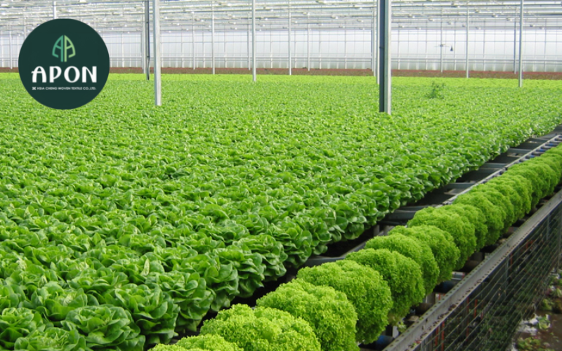 Có nên đầu tư chi phí làm mô hình nhà lưới trồng rau sạch?