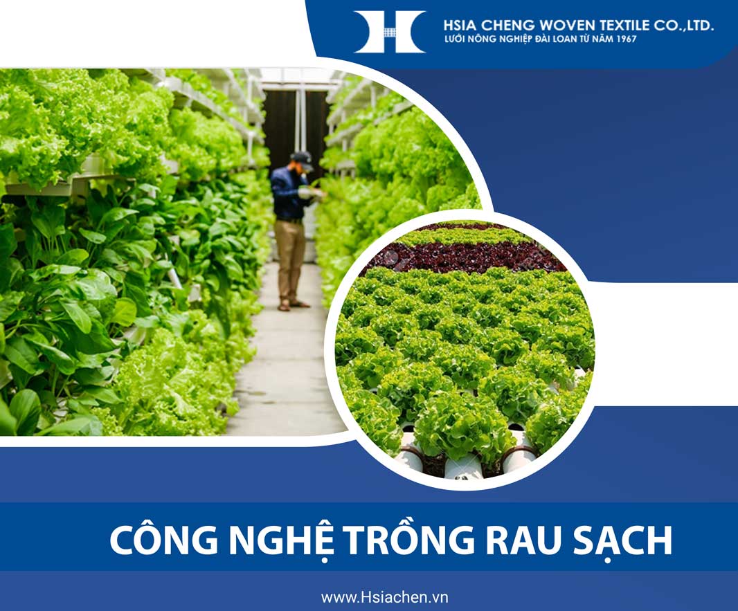 Công nghệ trồng rau sạch hiện nay cần kĩ thuật gì?