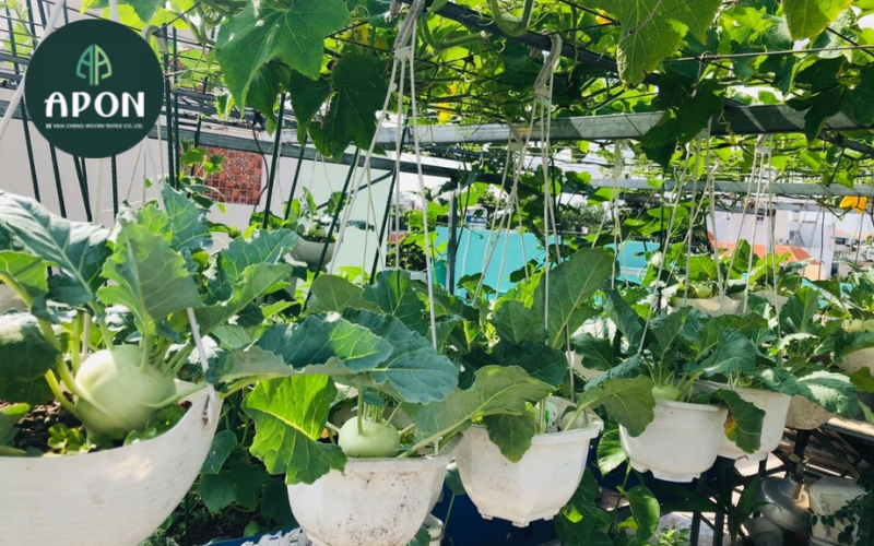 Tại sao mô hình trồng rau trên sân thượng được nhiều người ưa chuộng?