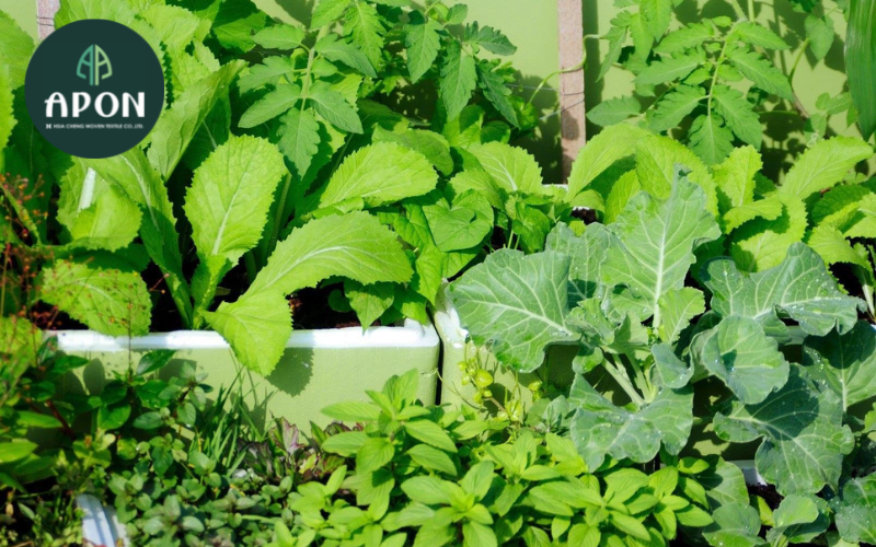 3. Mô hình trồng rau trên sân thượng bằng các thùng xốp, thùng nhựa