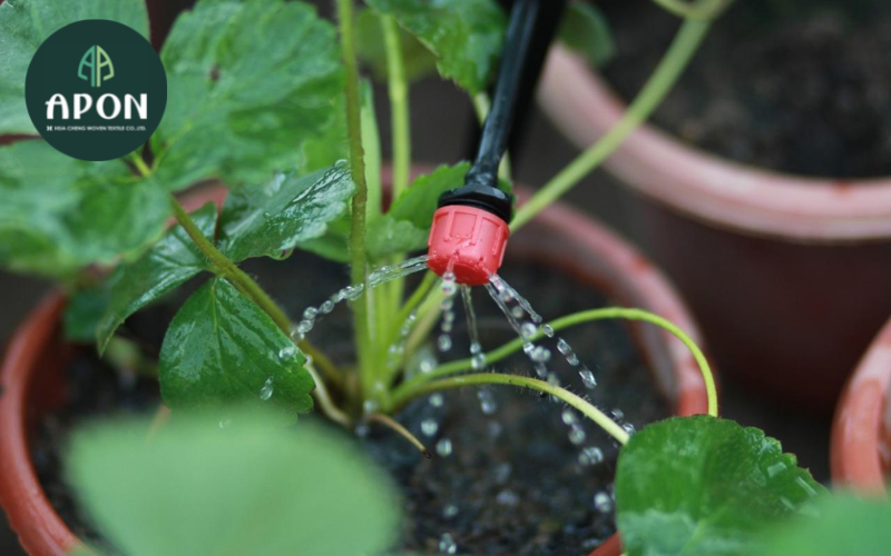 5. Tưới nước không đúng cách cũng là sai lầm khi trồng rau