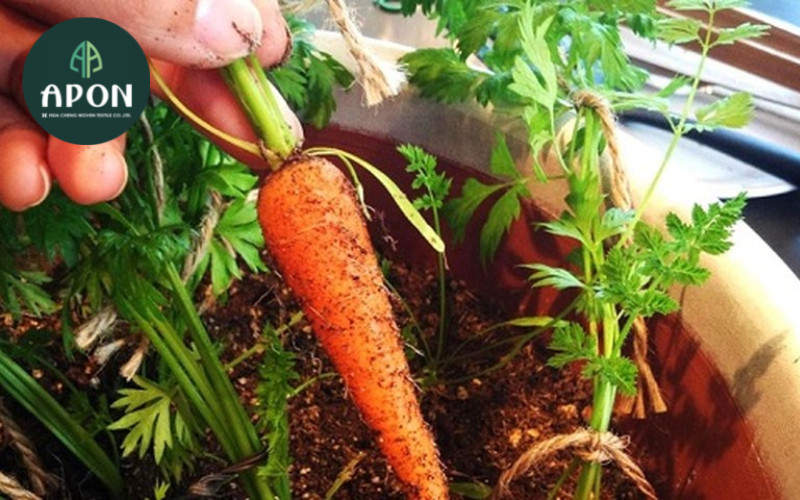 Cà rốt - Loại rau dễ trồng chứa nhiều vitamin