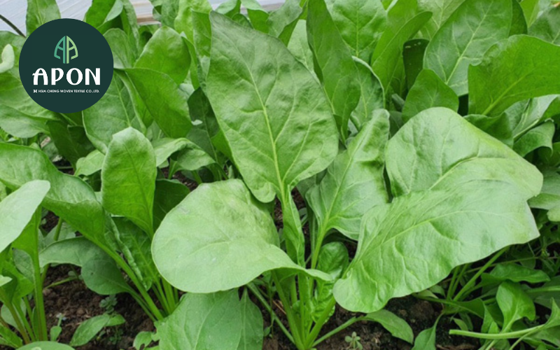 Cải bó xôi - Loại rau lớn nhanh được trồng rất phổ biến