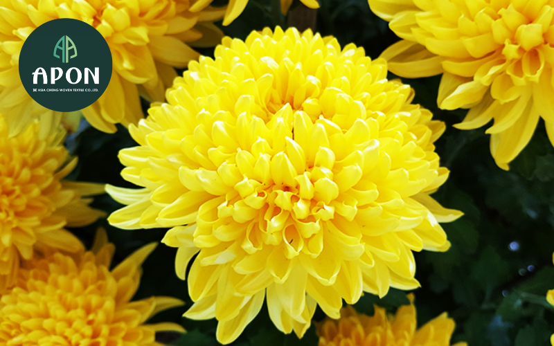 Hoa cúc -  Loại hoa chưng tết đem lại sự thịnh vượng cho mọi người