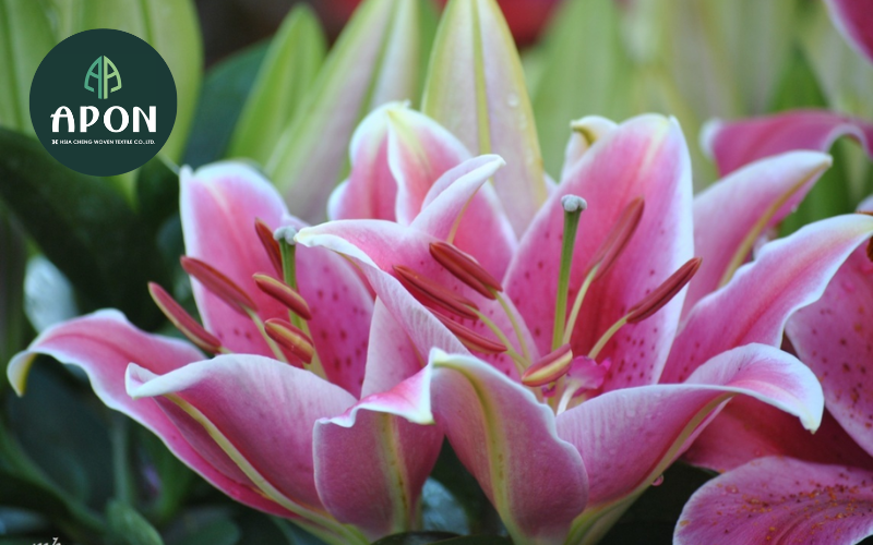 Hoa ly - Loại hoa chưng tết đem lại sự phú quý cho gia chủ