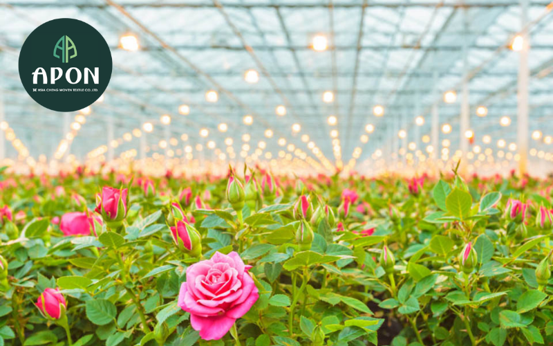 Tại sao nên trồng hoa hồng trong nhà kính?