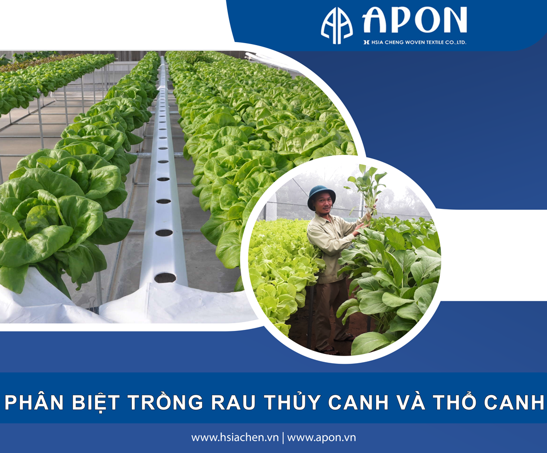 Phân biệt phương pháp trồng rau thủy canh và thổ canh