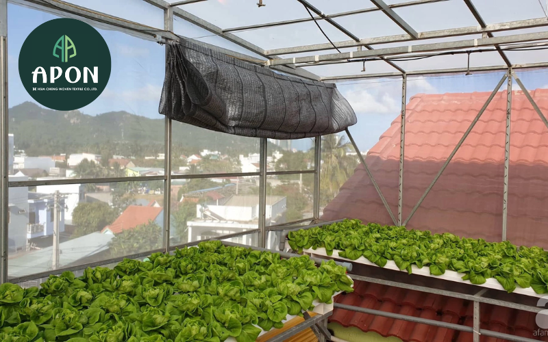 Ứng dụng công nghệ nhà màng trong trồng rau ngắn ngày