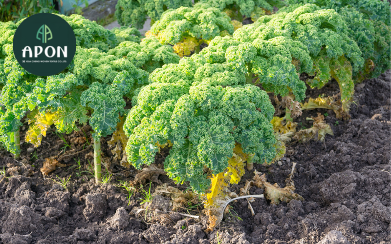 Phòng trừ sâu bệnh cho cải kale