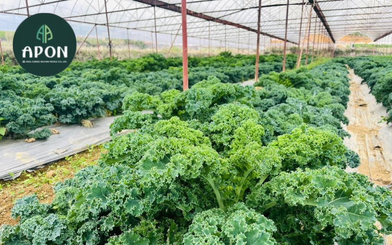 Tại sao nên trồng cải kale trong nhà kính
