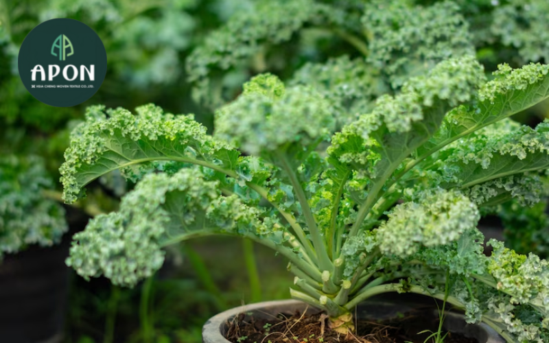 Thu hoạch rau cải kale
