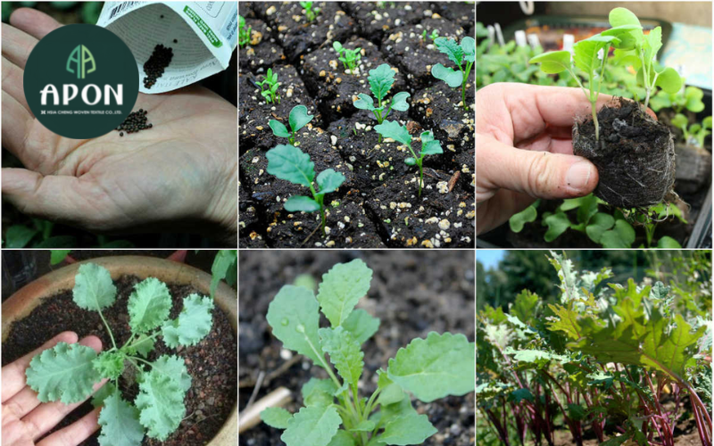 Cách trồng cây cải Kale trong nhà kính