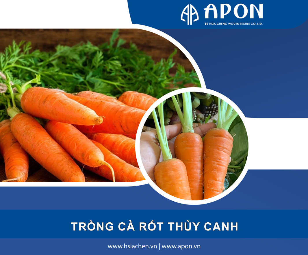 Cách trồng cà rốt thuỷ canh trong nhà kính cực đơn giản