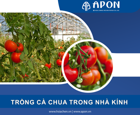 Hướng dẫn kỹ thuật trồng cà chua trong nhà kính đạt năng suất cao