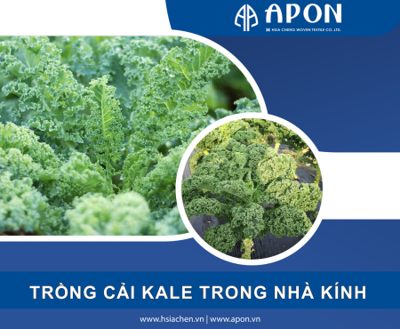 Kinh nghiệm trồng cải kale trong nhà kính và cách chăm sóc hiệu quả
