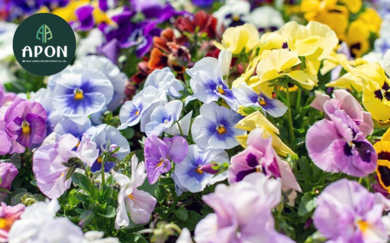 Ánh sáng thích hợp trồng hoa violet