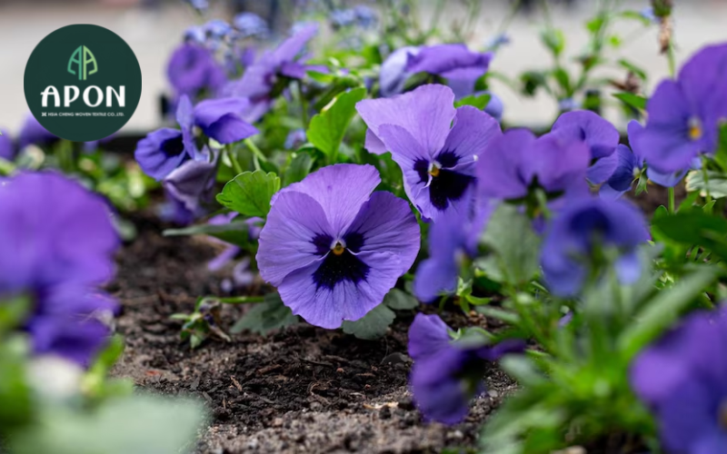 Đặc điểm của cây hoa violet