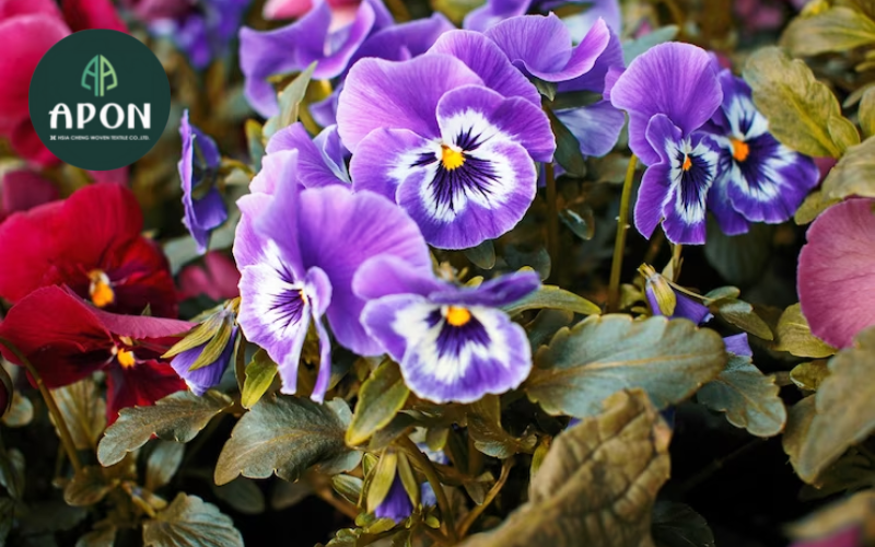 Kỹ thuật giâm cành hoa violet