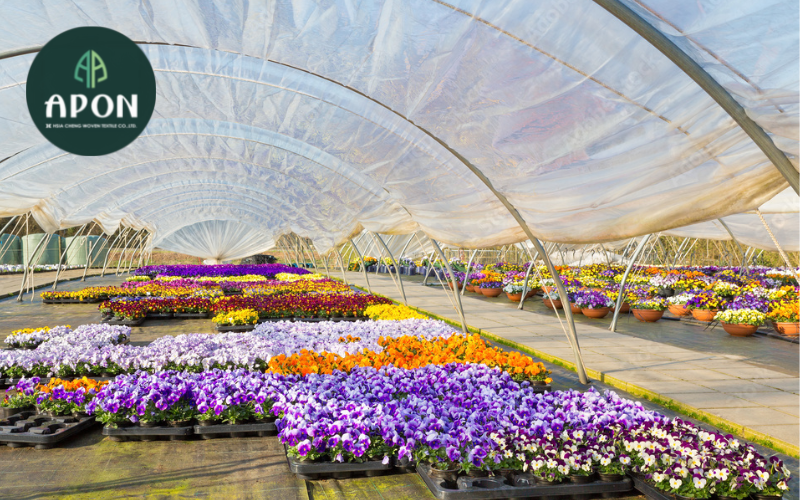 Lưu ý khi trồng hoa violet khi trồng trong nhà kính