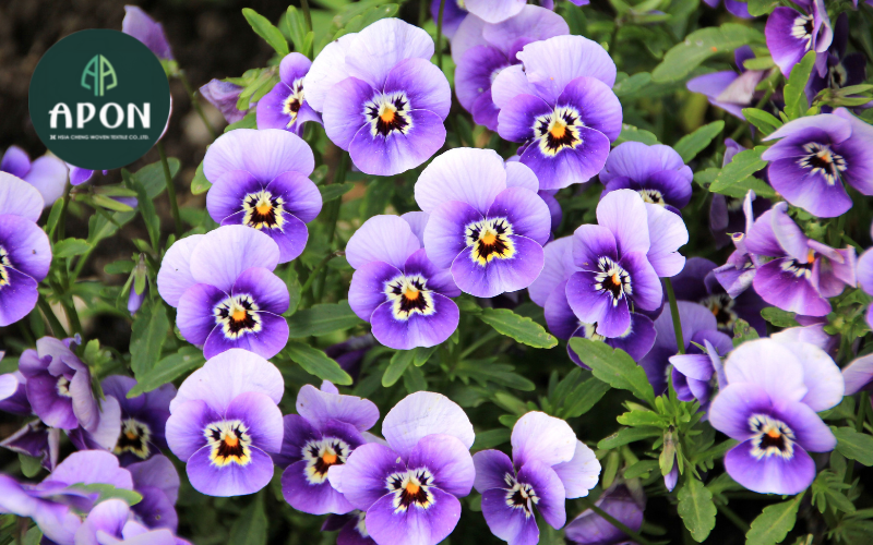 Thời điểm thích hợp trồng hoa violet