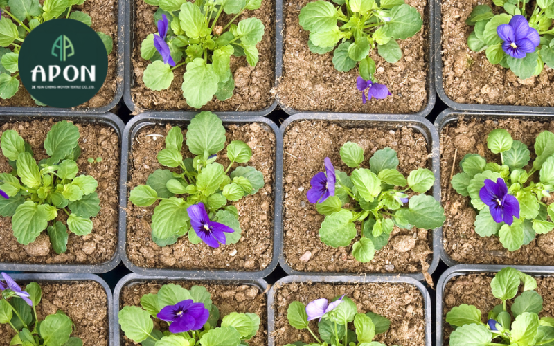 Trồng hoa violet bằng cách gieo hạt