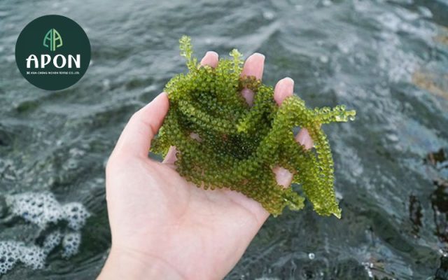 Nuoi Rong Kỹ thuật nuôi trồng rong nho biển và những điều cần lưu ý