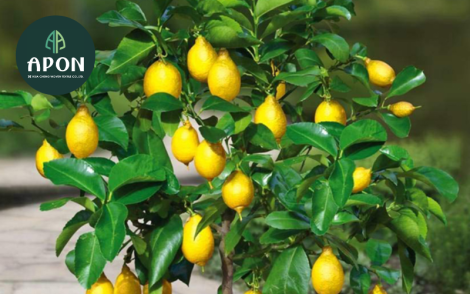 Kỹ thuật trồng cây chanh vàng Mỹ và cách chăm sóc sai quả trĩu cành
