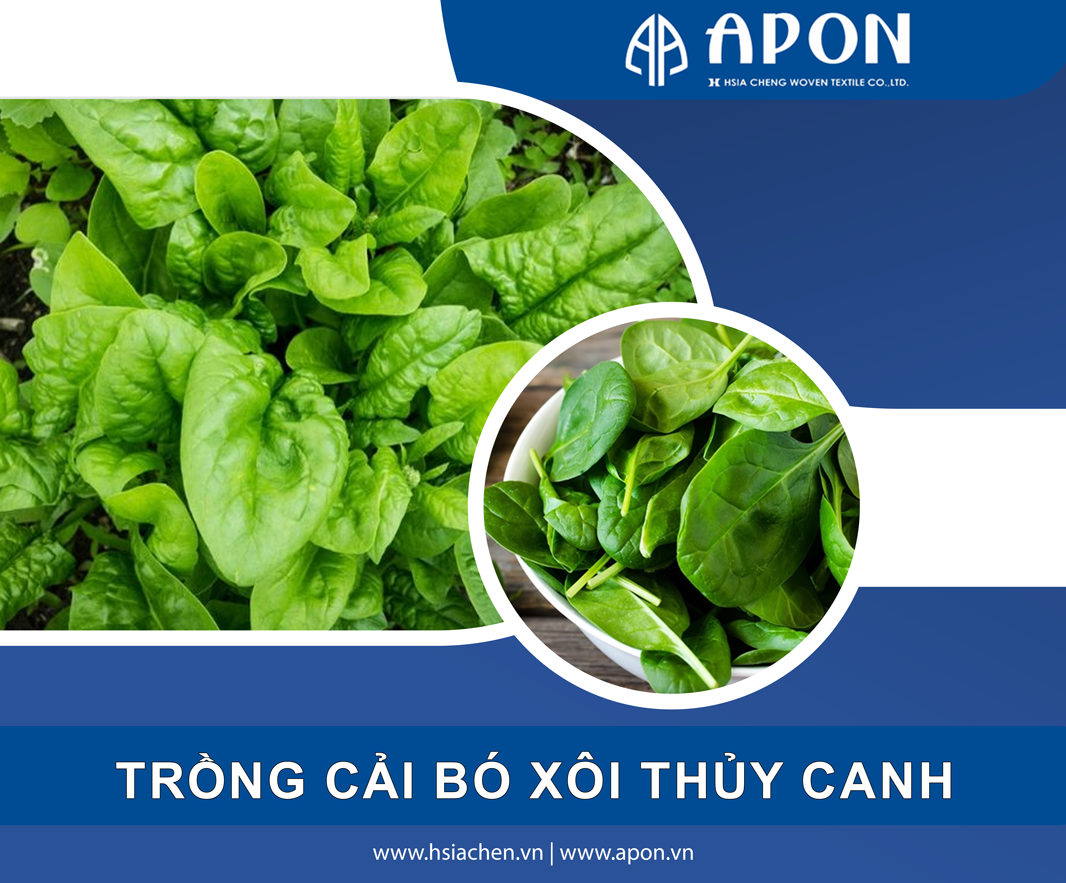 Quy trình trồng cải bó xôi thuỷ canh và cách chăm sóc siêu đơn giản