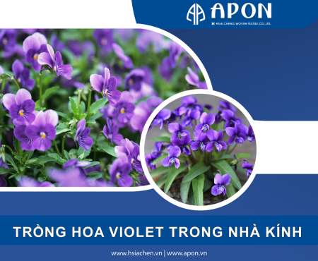 Hướng dẫn cách trồng violet trong nhà kính đúng cách giúp cây sai hoa