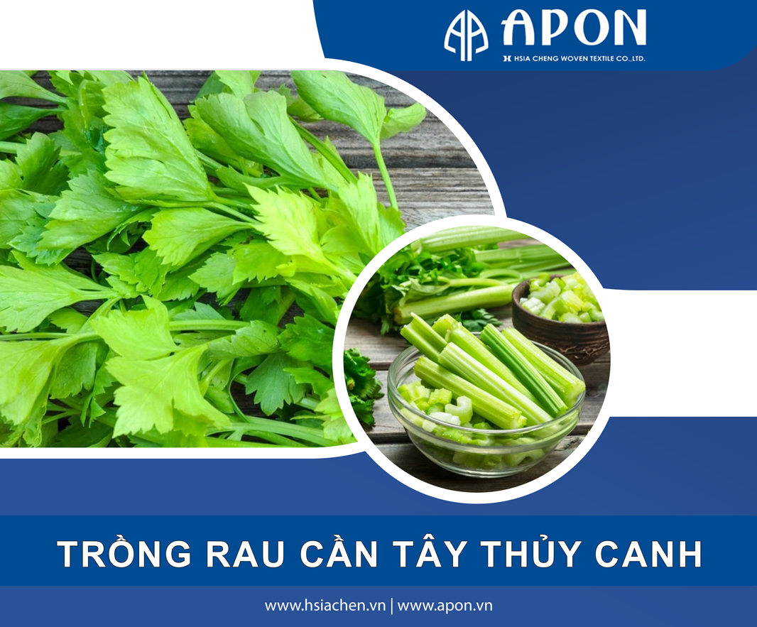 Hướng dẫn trồng rau cần tây bằng phương pháp thuỷ canh