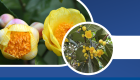 Chia sẻ bí quyết trồng cây trà hoa vàng và cách chăm sóc năng xuất cao