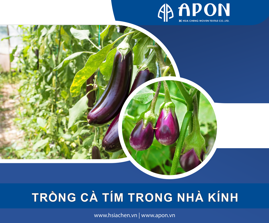 Mô hình tổ hợp tác trồng cà tím Nhật Bản của phụ nữ Cư Mgar tỉnh Đắk Lắk   Cổng Thông Tin Hội Liên hiệp Phụ nữ Việt Nam