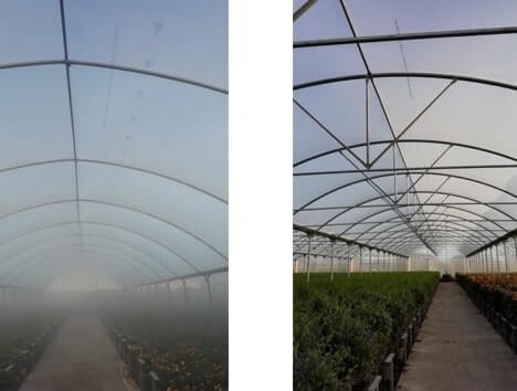 Màng nhà kính EVO AC® - Tính năng loại bỏ sương mù của màng EVO AC® (phải) so sánh với màng PE thông thường (trái) trong cùng 1 nhà kính trồng hoa