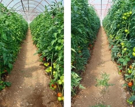 Cải thiện sự tăng trưởng của cây trồng bằng màng nhà kính EVO AC® (bên phải) trong cùng một trang trại