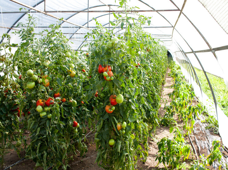 Hình ảnh minh họa - Nhà màng nông nghiệp trồng cà chua