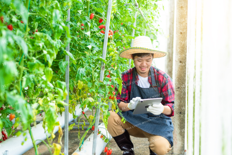 Nông Nghiệp Đô Thị: Tận Hưởng Vườn Xanh Ngay Tại Nhà Với Lưới APON