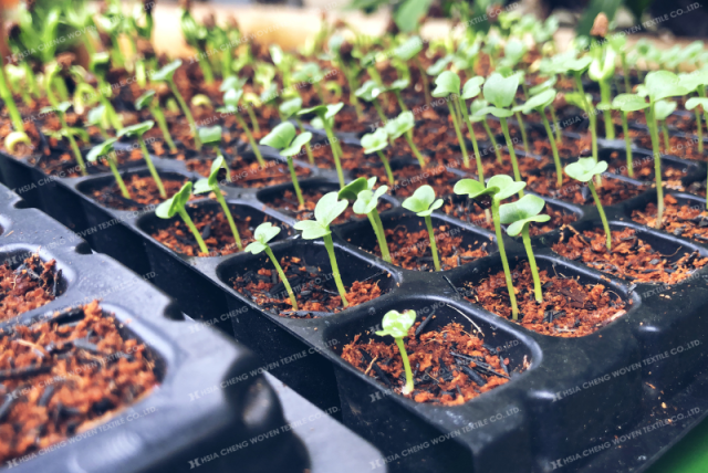 10 Bước Để Trồng Rau Tại Nhà – Bí Quyết Có Vườn Rau Sạch Ngay Tại Nhà ...