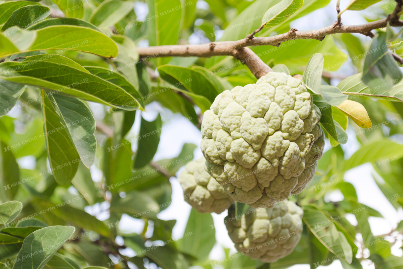 Trồng na năng suất cao trong nhà lưới