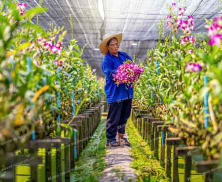 Vườn Hoa Lan sử dụng lưới che nắng