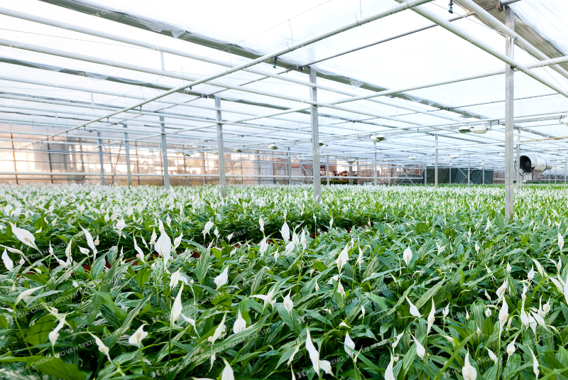 Trồng Calla Lily/ hoa Rum trong nhà lưới cho năng suất cao