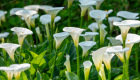 Hoa Calla Lily nở đều ít sâu bệnh