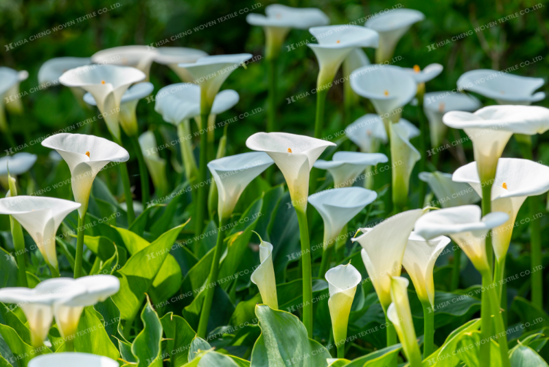 Hoa Calla Lily nở đều ít sâu bệnh