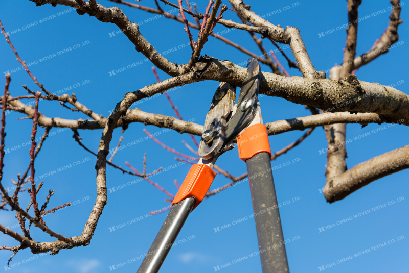 Tỉa cành vào thời điểm hợp lí