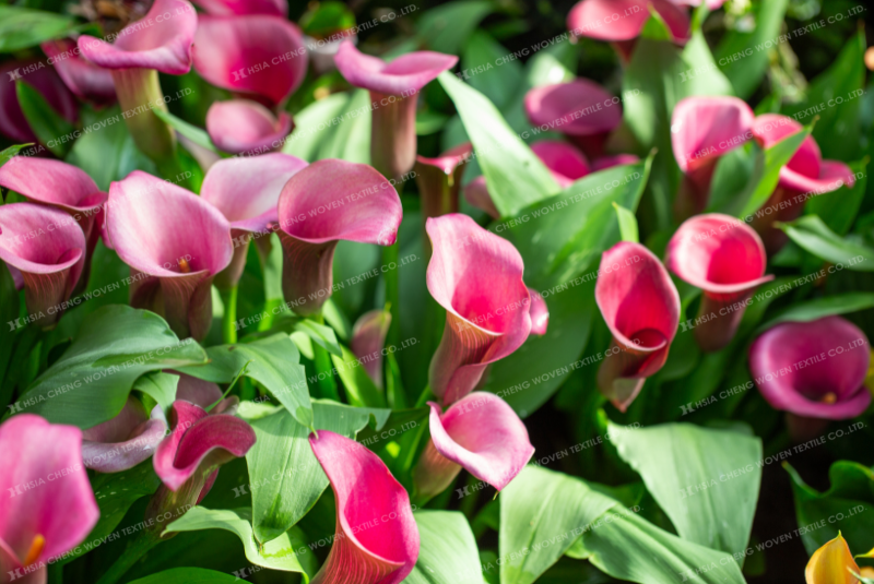 Hoa Calla Lily nở đẹp và đều màu 