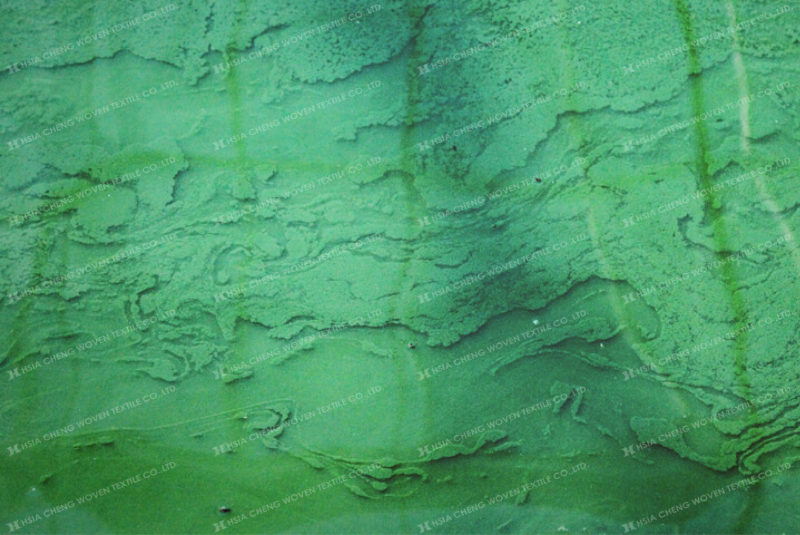 Nuôi tảo xoắn Spirulina