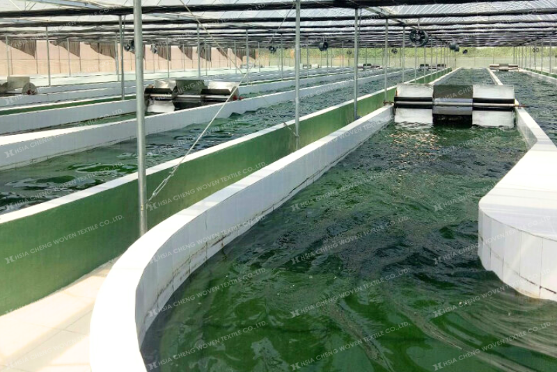 Nuôi tảo trong nhà màng giúp tảo phát triển