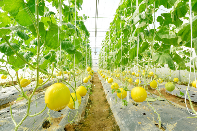 Lưới chống côn trùng APON trong vườn dưa lưới