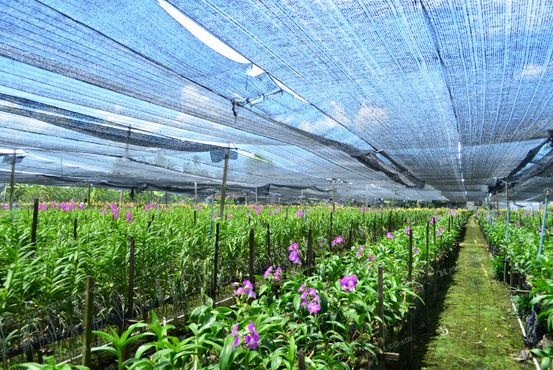 Lưới lan màu đen cho vườn lan Lưới lan màu đen cho vườn lan