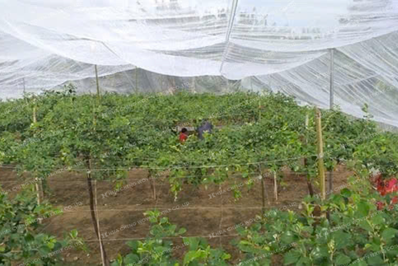 Lưới mùng-lưới chống côn trùng bảo vệ táo ngọt Lưới mùng-lưới chống côn trùng bảo vệ táo ngọt